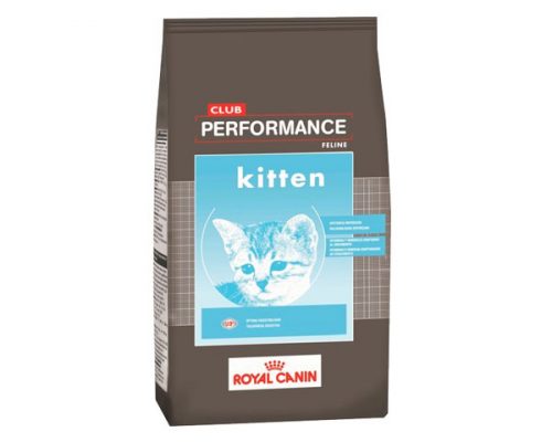 Performance Gato Kitten