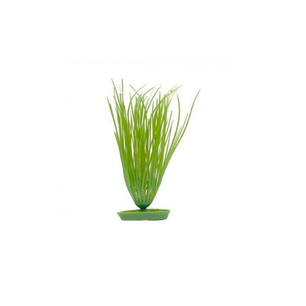 Marina Planta Hairgrass