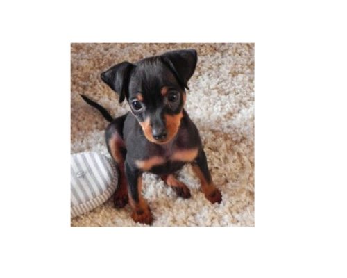 es lo mismo un manchester terrier que un pinscher miniatura