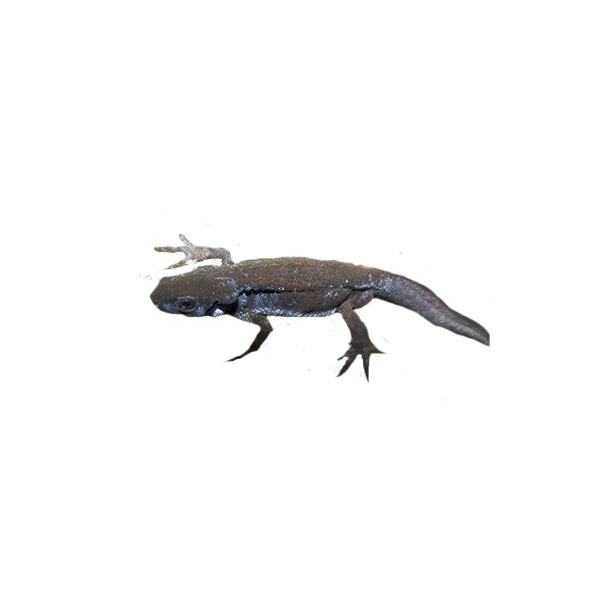 Salamandra Triton