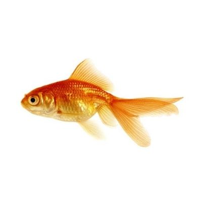Pez Dorado – Goldfish